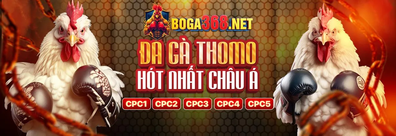 Trực Tiếp Gà Thomo 2026 Chính Thức - Sân Đấu Đá Gà Kịch Tính